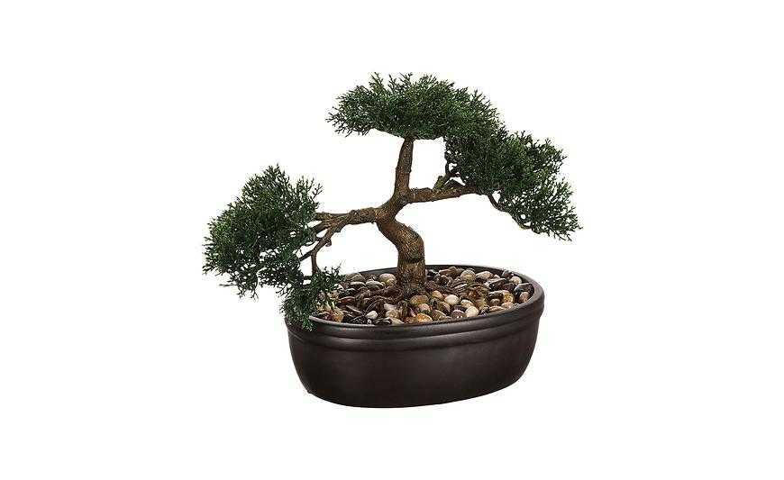 Bonsai v květináči 23 cm Baumax