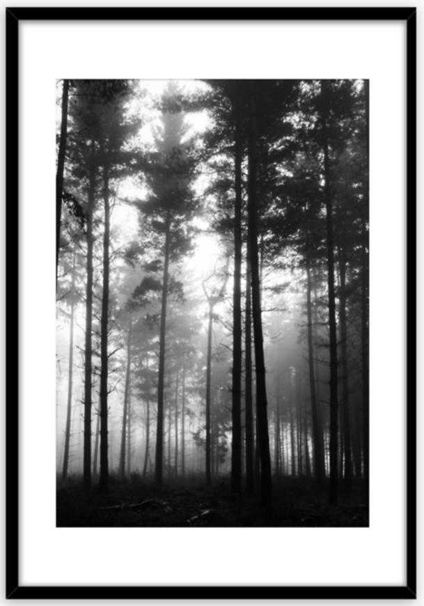 Obraz Framepick 50x70 Forest